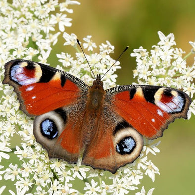 butterfly in spring - wildlife blog